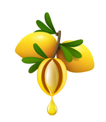 Branch of whole ripe argan fruits with leaves and one half with drop of oil. Realistic vector illustration. White background.