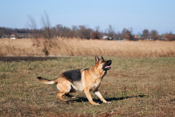 Charming obedient thoroughbred dog looks carefully and gets ready to play and run. German shepherd black and red color with brown eyes and pink tongue looks up intently and waits to jump.