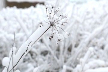 Inflorescence of a dry plant covered with snow on a background of snow-covered plants, side view, close-up