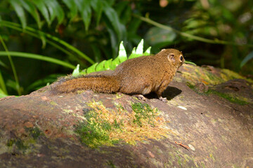 Squirrels are members of the family Sciuridae, a family that includes small or medium-size rodents. The squirrel family includes tree squirrels, ground squirrels, chipmunks, marmots.