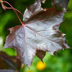 Autumn Black maple holly leaf with a metallic sheen