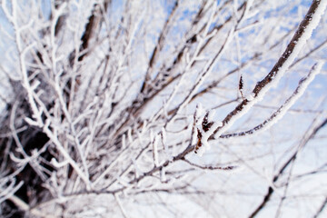 winter forest landscape background. frozen trees branch macro