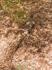 Large lizard at Cleland conservation park, South Australia