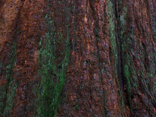 Damp mossy red wood tree trunk in winter full frame background