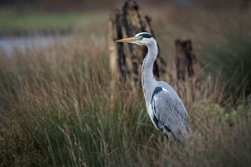 Heron in the reeds