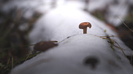 Grzyby na pokrytej śniegiem bali  © Jakub