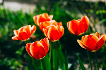 Beautiful background photo with flowers tulips.