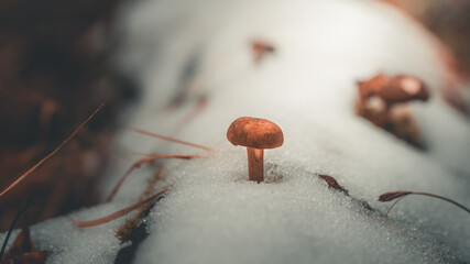 Grzyby na pokrytej śniegiem bali  © Jakub
