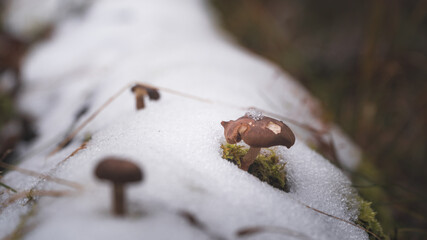 Grzyby na pokrytej śniegiem bali  © Jakub