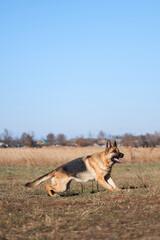 Charming obedient thoroughbred dog looks carefully and gets ready to play and run. German shepherd black and red color with brown eyes and pink tongue looks up intently and waits to jump.