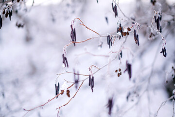 snowy trees winter background. winter forest. frozen trees with cool blue winter sky background