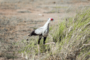 The secretary bird