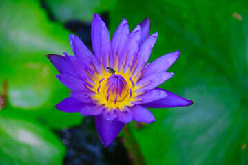 beautiful purple water lily with green leaves