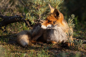 red fox vulpes