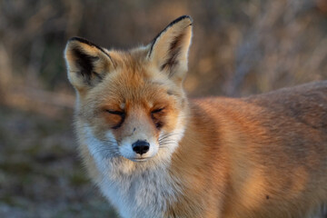 red fox vulpes