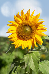 Single flower of sunflower