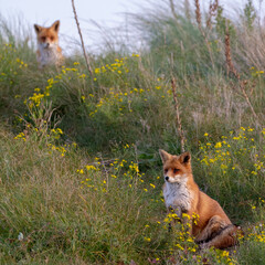 red fox vulpes