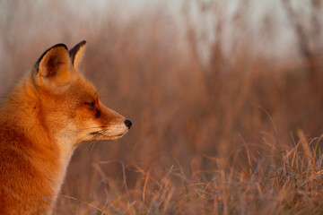 red fox vulpes
