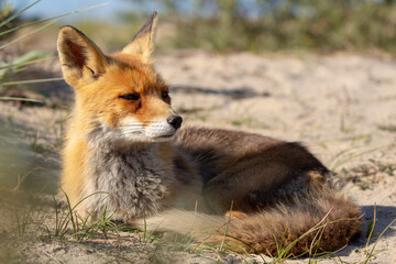 red fox vulpes