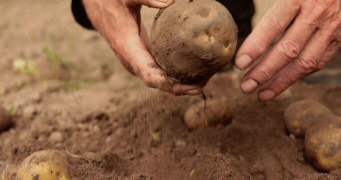 Farmer inspects his crop of potatoes hands stained with earth.