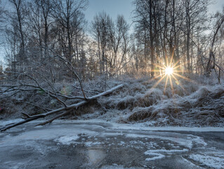 a sunny winter day in a forest