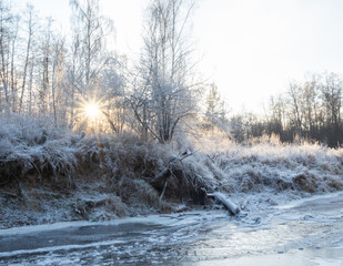 a sunny winter day in a forest