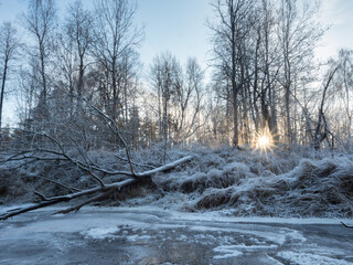 a sunny winter day in a forest