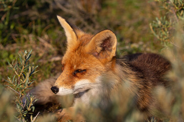red fox vulpes