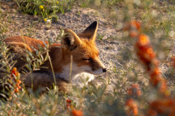 red fox vulpes