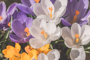Obraz na płótnie Canvas bunch of colorful spring crocus flowers background
