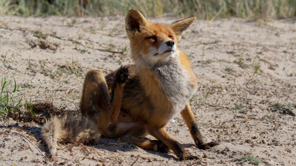 red fox vulpes