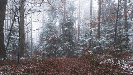 Tajemnicza leśna droga we mgle zimą - obrazy, fototapety, plakaty