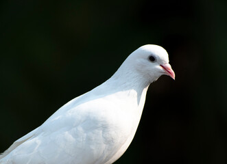 A white pigeon ready to fly with black background