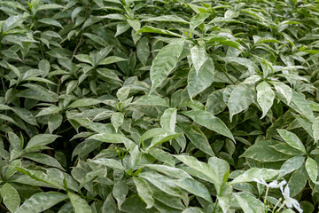 wall of green leaves to be used for a background