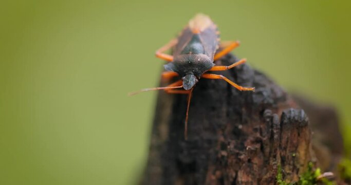 Forest bug or red-legged shieldbug (Pentatoma rufipes) is a species of shield bug in the family Pentatomidae, commonly found in most of Europe. It inhabits forests, woodlands, orchards, and gardens