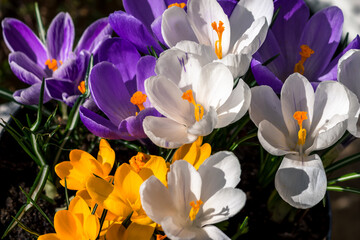 bunch of colorful spring crocus flowers background