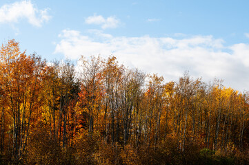 a colorful forest in autumn with cloudy sky
