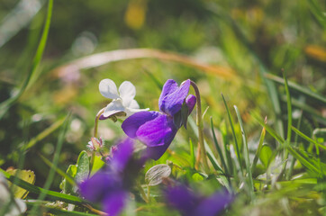 bunch of colorful spring crocus flowers background