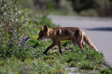 red fox in the wild
