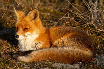 red fox vulpes