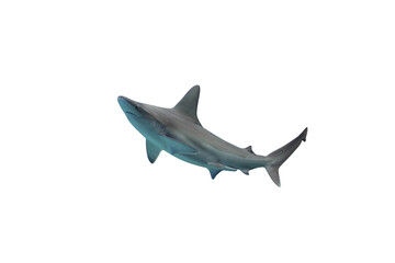 Fototapeta premium Shark isolated on white background
