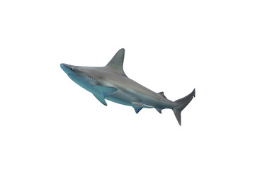 Shark isolated on white background