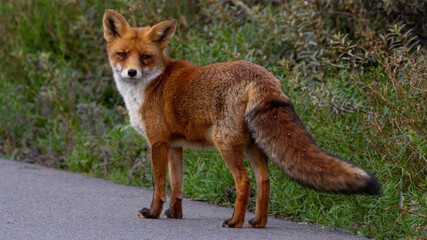 red fox vulpes