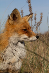 Obraz premium red fox in the wild