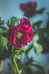 beautiful purple blooming helleborus spring winter flower in blue sky background