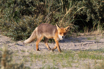 red fox vulpes