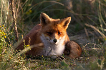 Fototapeta premium red fox vulpes