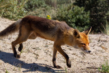 Obraz premium red fox vulpes