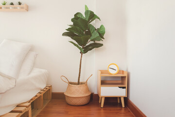 Ficus Lyrata or Fiddle leaf fig in rattan basket, tree for purifying the air in modern interior room, on white bedroom background texture.