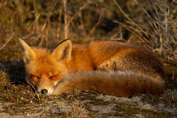 red fox vulpes